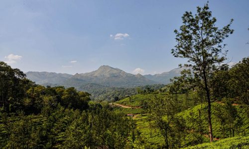 WAYANAD TOURS & TRAVELS | TAXI SERVICES | FLY ANGEL WAYANAD TOURS & TRAVELS | TAXI SERVICES | FLY ANGEL