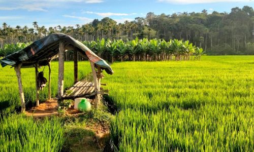 WAYANAD TOURS & TRAVELS | TAXI SERVICES | FLY ANGEL WAYANAD TOURS & TRAVELS | TAXI SERVICES | FLY ANGEL